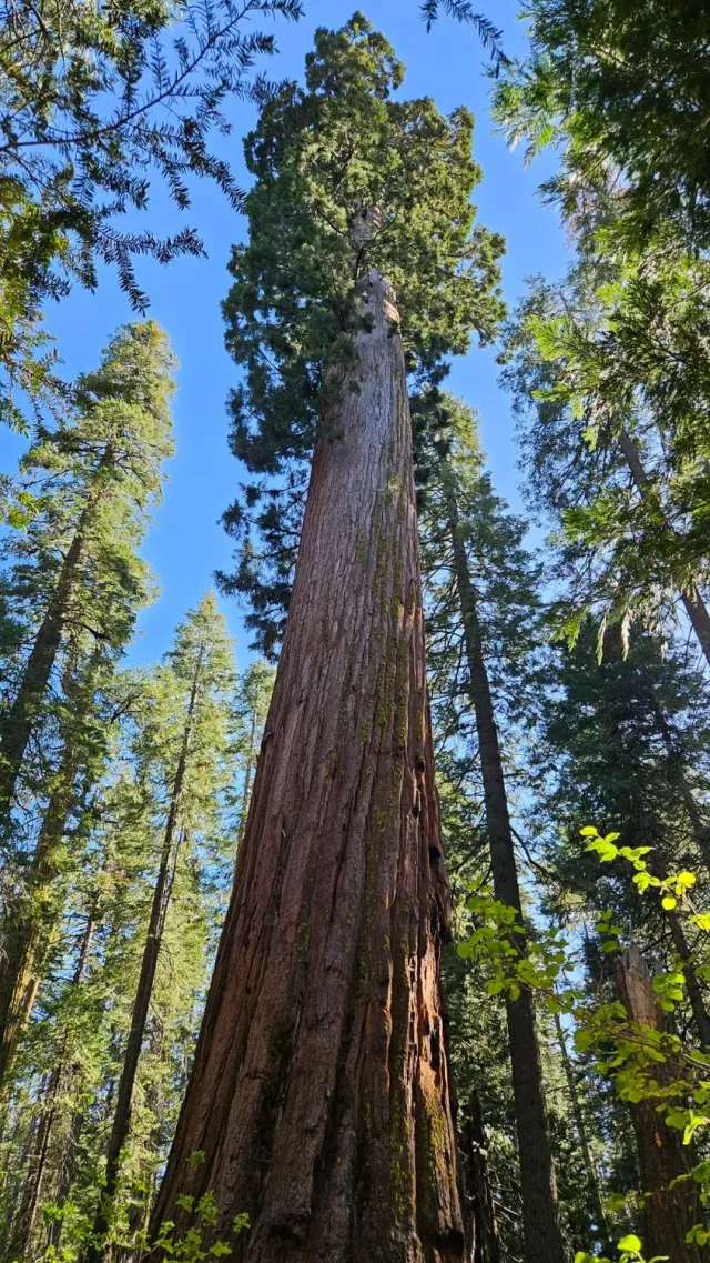 Natureseeds Mammuttræ frø 10 stk Sequoiadendron