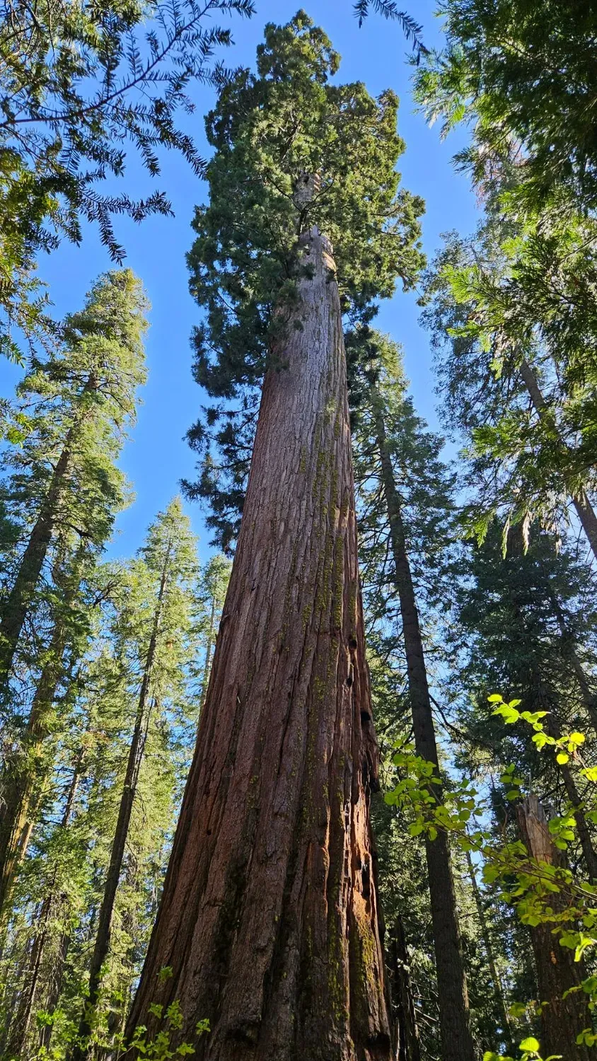 Natureseeds Mammuttræ frø 10 stk Sequoiadendron
