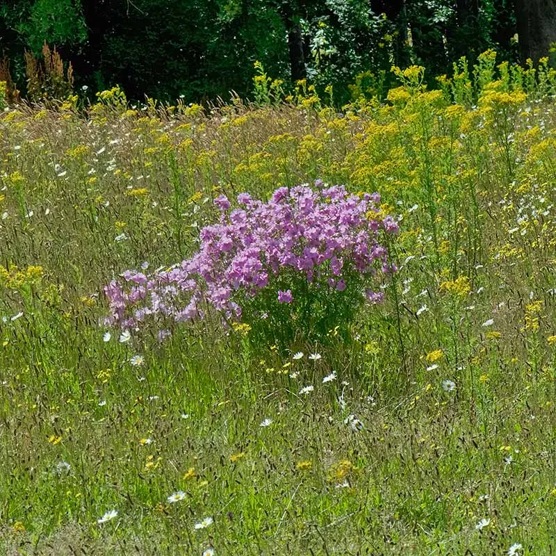 Urtegartneriet øko Moskuskatost blomsterfrø 100 frø