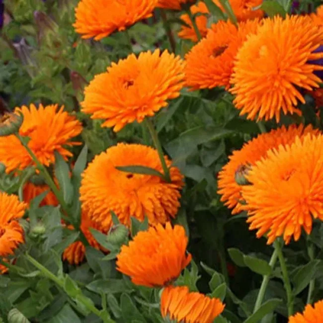 Natureseeds Radio morgenfruefrø 0,5 g orange