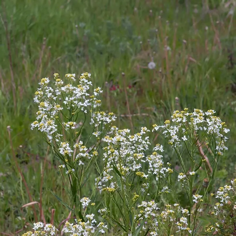 Urtegartneriet øko Peberrod Armoracia plante skarp