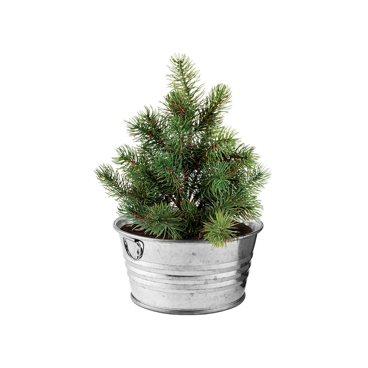 Buzzy Seeds Christmas Tree dyrkningssæt miniskål gran
