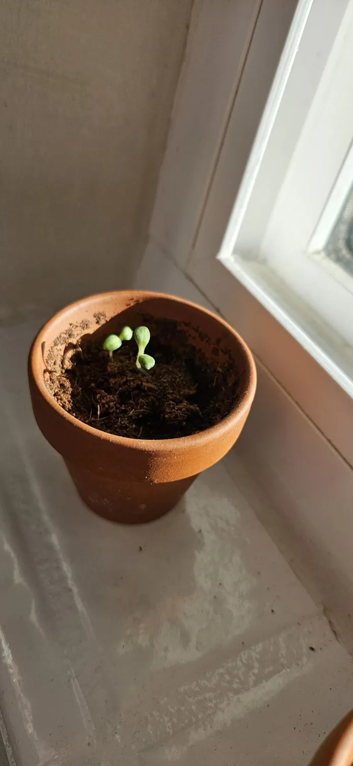 Buzzy Seeds Jul dyrkningssæt gran alyssum basilikum 12 pak