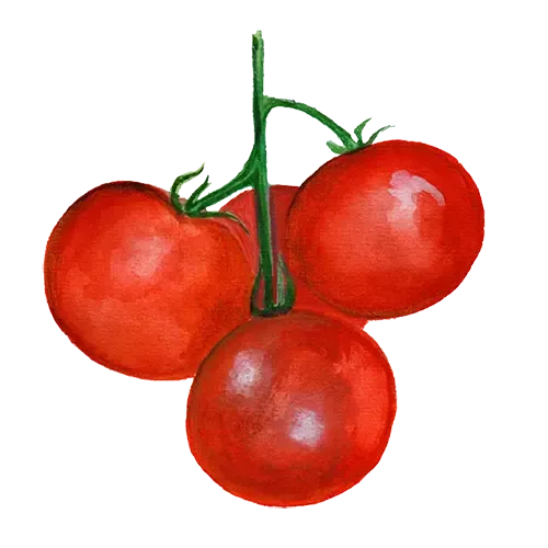 NordFrö Tamina tomatfrø friland 80 g