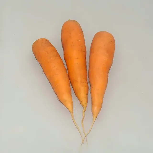 Urtegartneriet øko Gulerod Nantes 2 frø 1000 stk