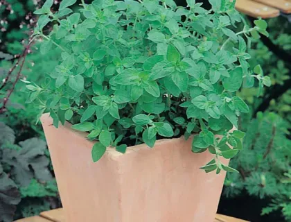 Holschers Frøhandel Oregano frø krydderurt
