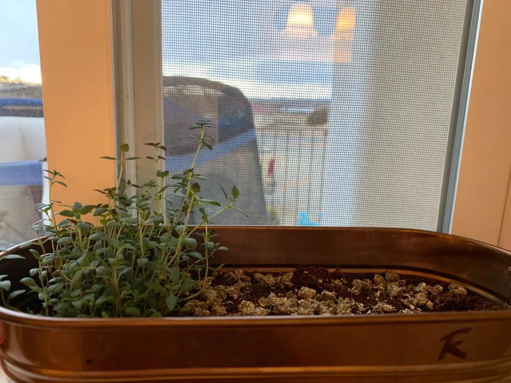 Buzzy Seeds Holiday Herb dyrkningssæt rosmarin salvie