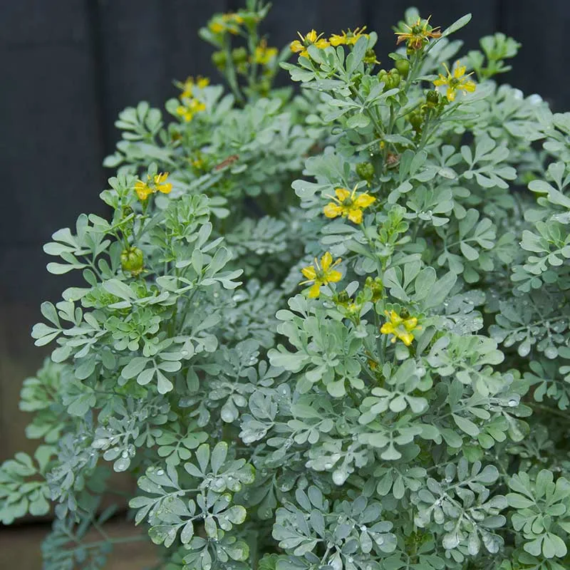 Urtegartneriet øko Rude Jackmans Blue plante 40 cm