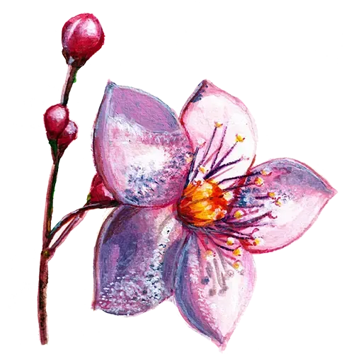 NordFrö Limón blomsterfrø rosa evighedsblomst