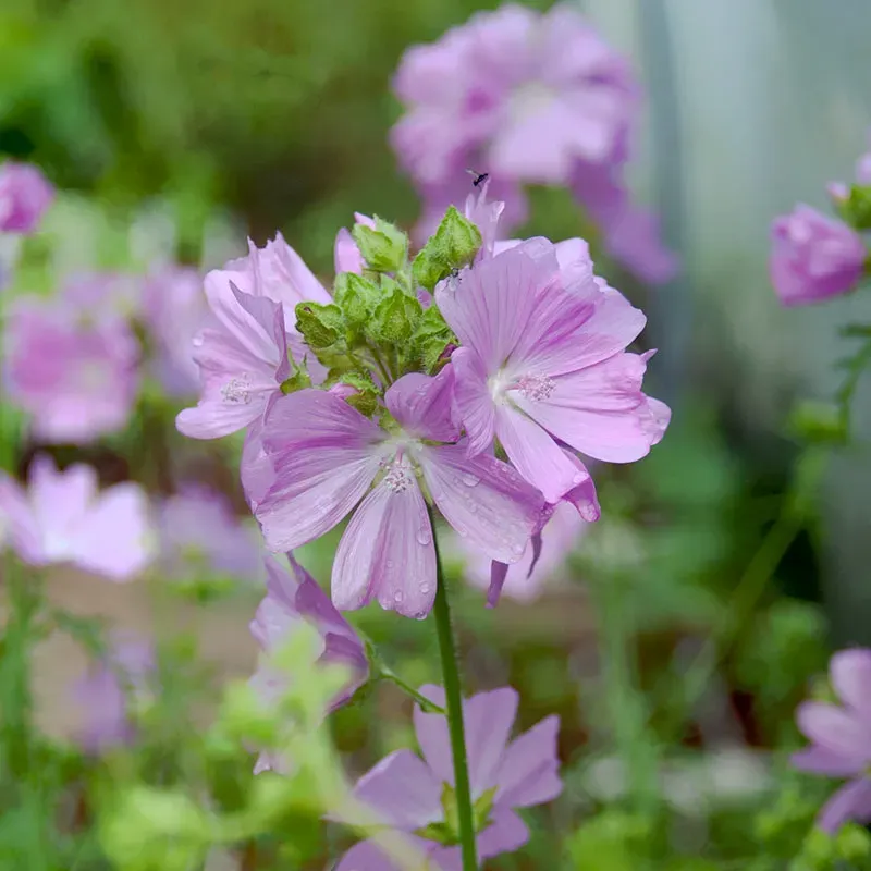 Urtegartneriet øko Moskuskatost blomsterfrø 100 frø
