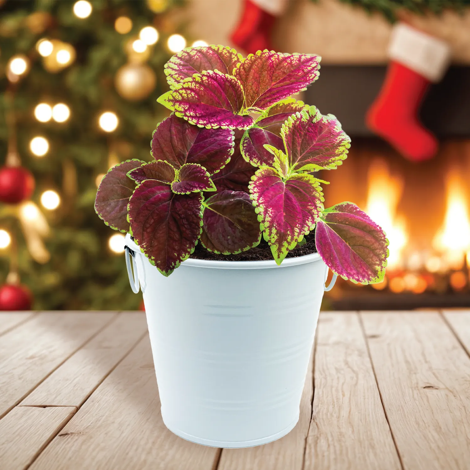 Buzzy Seeds Warm Wishes Holiday Pail dyrkningssæt paletblad