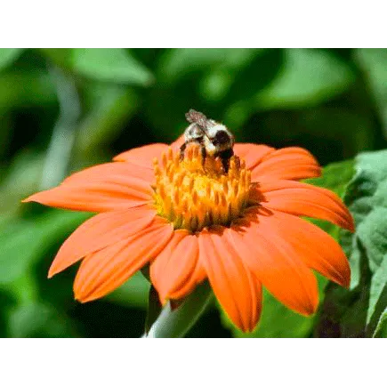 Urtegartneriet øko Mexicansk Solblomst frø ca. 15 frø