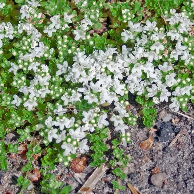Urtegartneriet øko Hvidblomstret timianfrø krybende