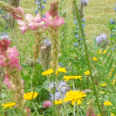 Trifolium Bimix Nykilde frø etårig insektvenlig