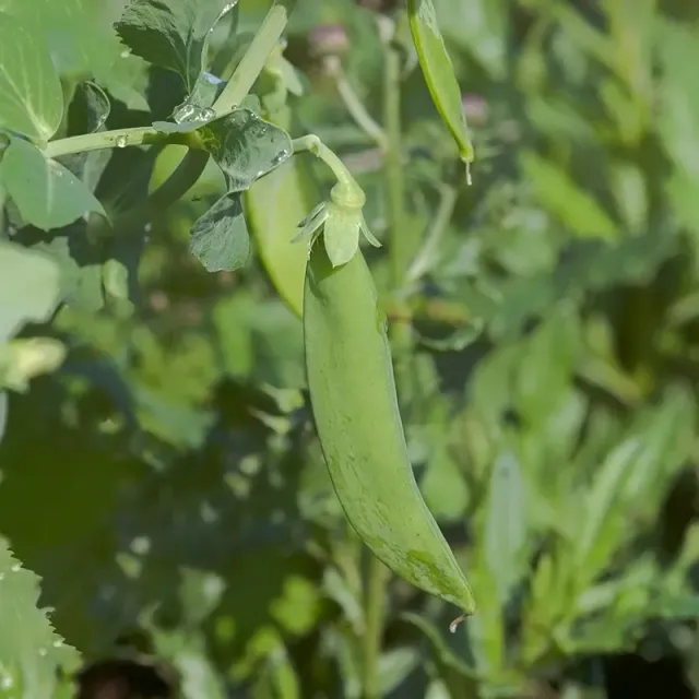 Urtegartneriet øko Sweet Horizon sukkerært frø 100 frø sød