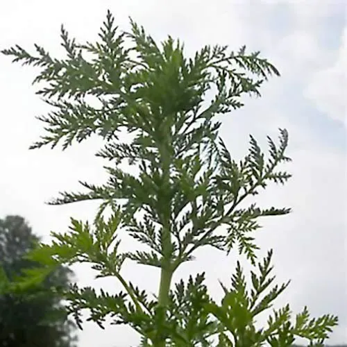 Urtegartneriet øko Kinesisk Malurt Artemisia annua frø 100 stk etårig