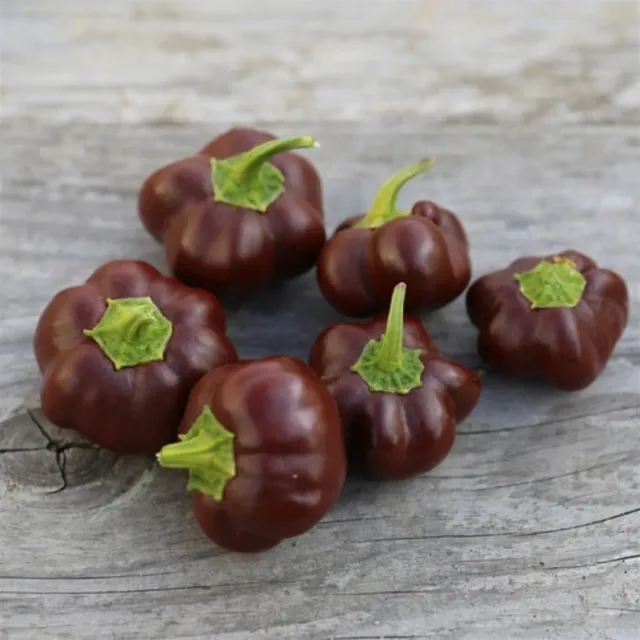 Natureseeds Mini Chocolate Bell peberfrø 10 stk brun