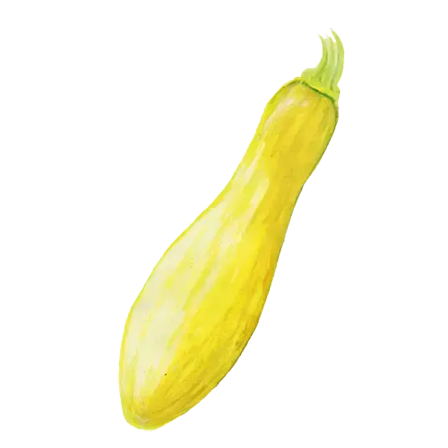 NordFrö Yellow Straightneck squashfrø gul sommersquash