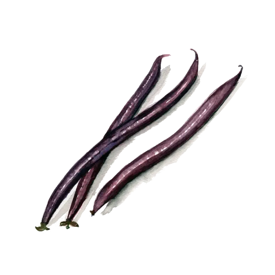 NordFrö Purple Queen bønnefrø lilla