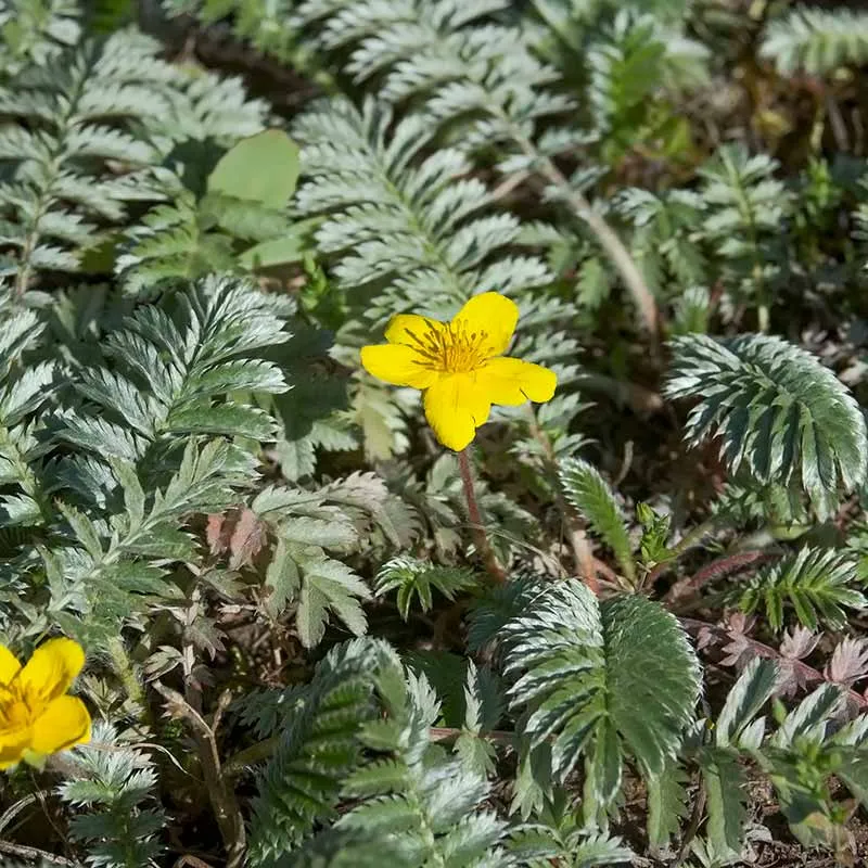Urtegartneriet øko Gåsepotentil Potentilla anserina frø bunddække