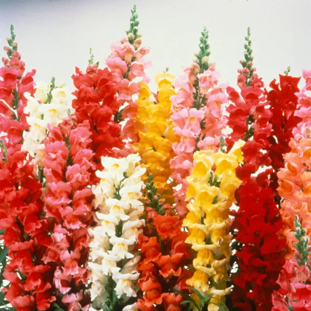 Natureseeds Løvemund blomsterfrø 0,3 g blanding