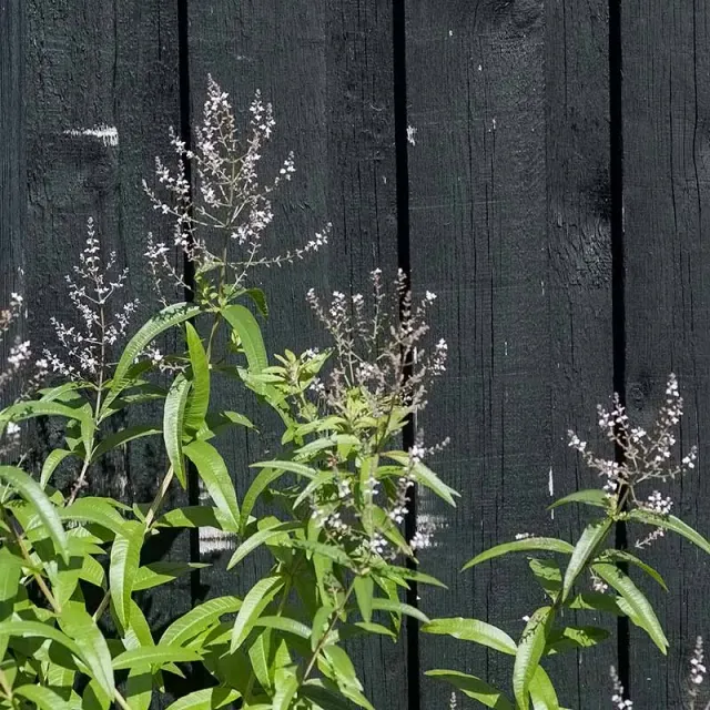 Urtegartneriet øko Citronverbena Aloysia triphylla krydderurt
