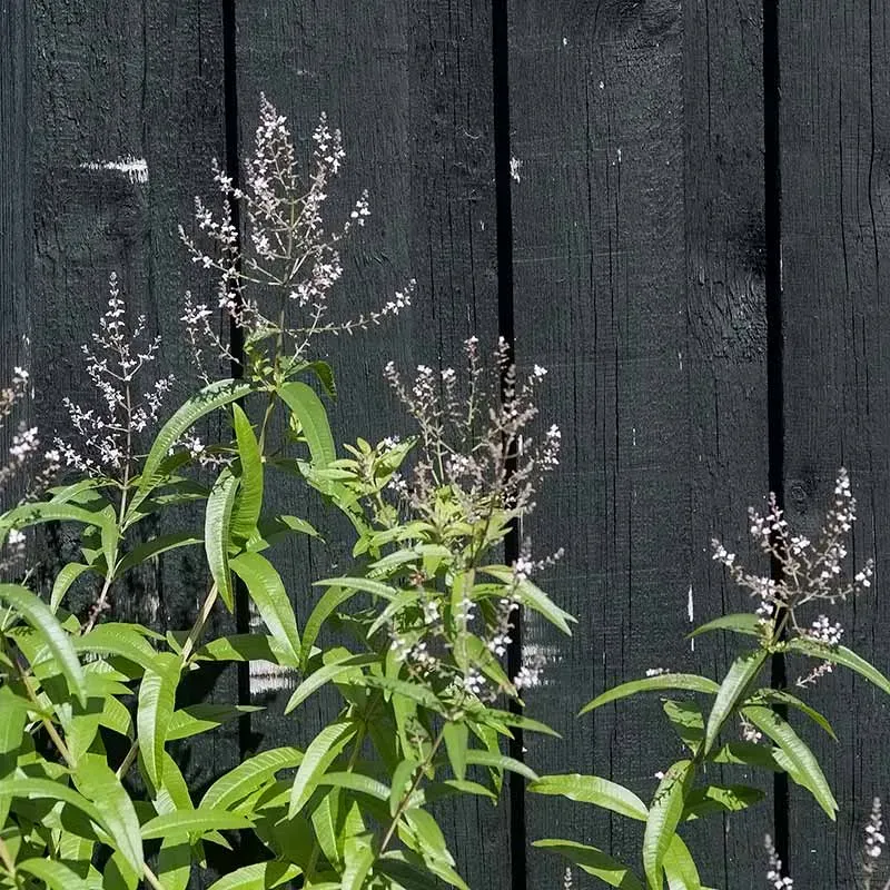Urtegartneriet øko Citronverbena Aloysia triphylla krydderurt