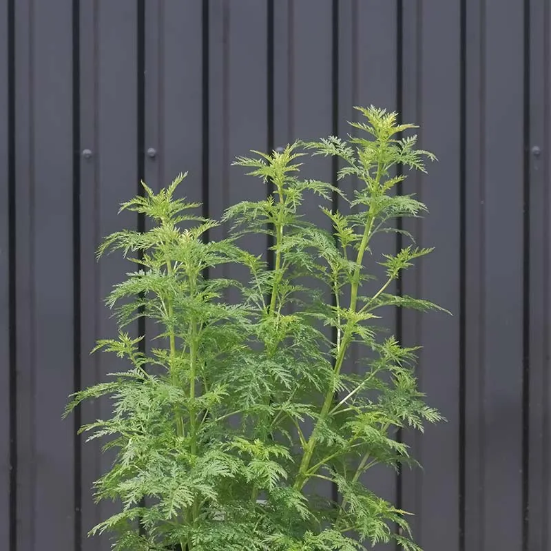 Urtegartneriet øko Kinesisk Malurt Artemisia annua frø 100 stk etårig