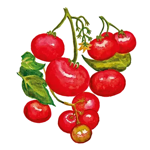 NordFrö Grekisk Balkong tomatfrø busktomat