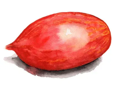 NordFrö Marmorossa tomatfrø rød-gulstribet blomme