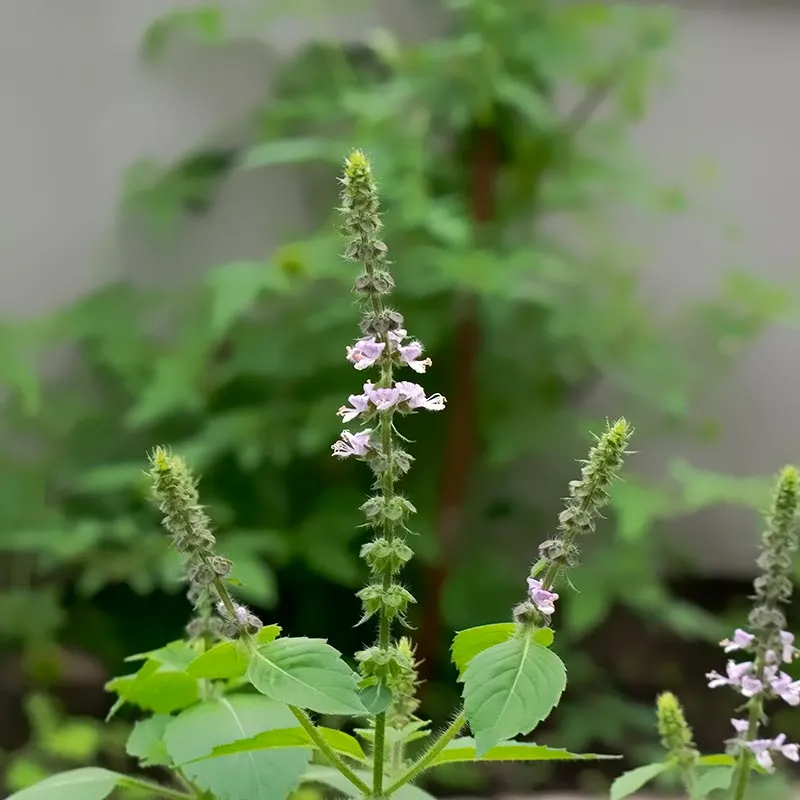 Urtegartneriet øko Hellig Basilikum Tulsi frø 100