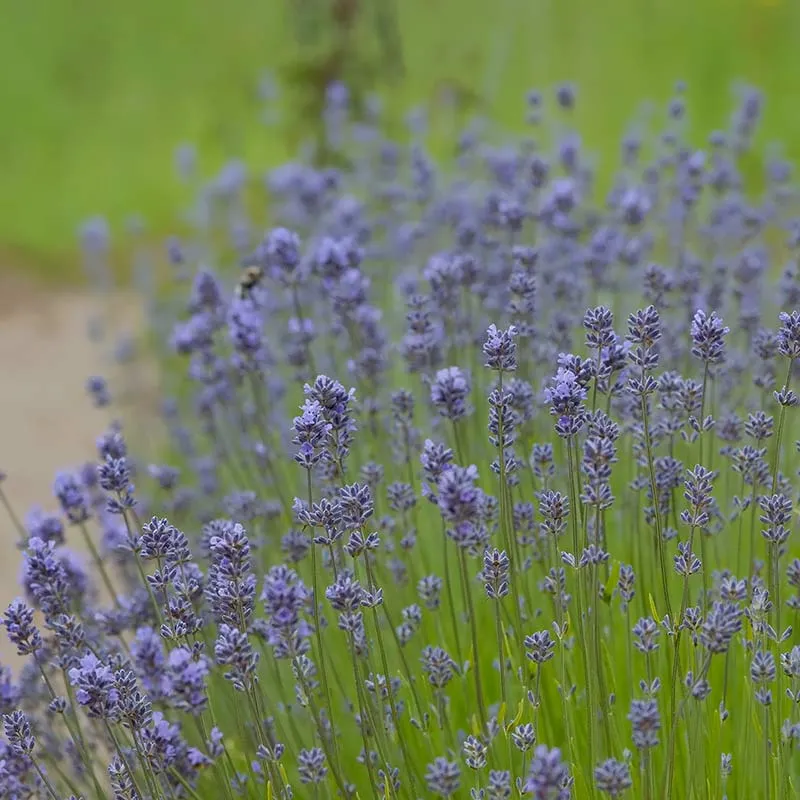 Urtegartneriet øko Lavendel angustifolia frø duftplante