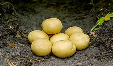 Holschers Maya læggekartofler 1,5 kg tidlig