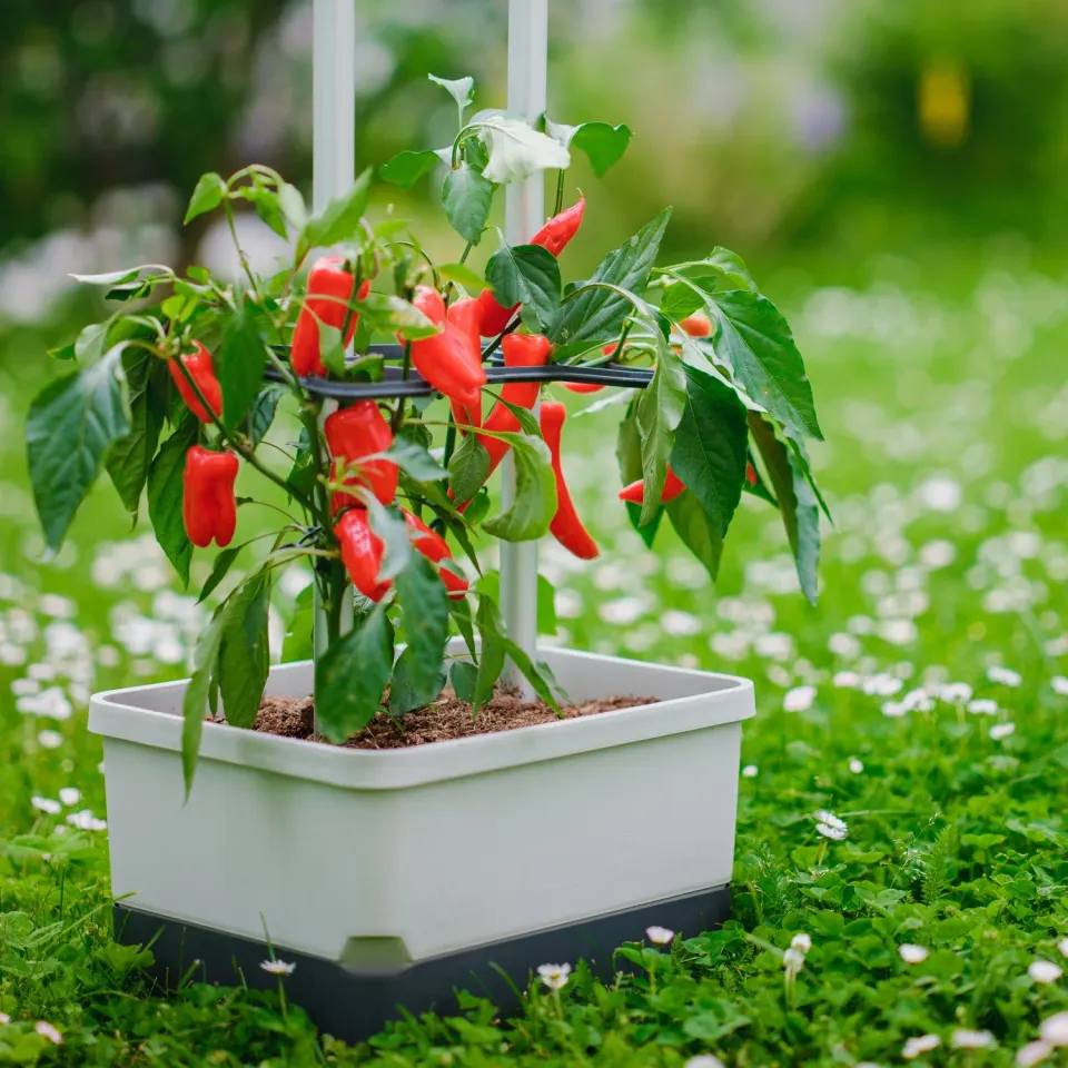 Buzzy Seeds selvvandende chili potte med espalier grøn