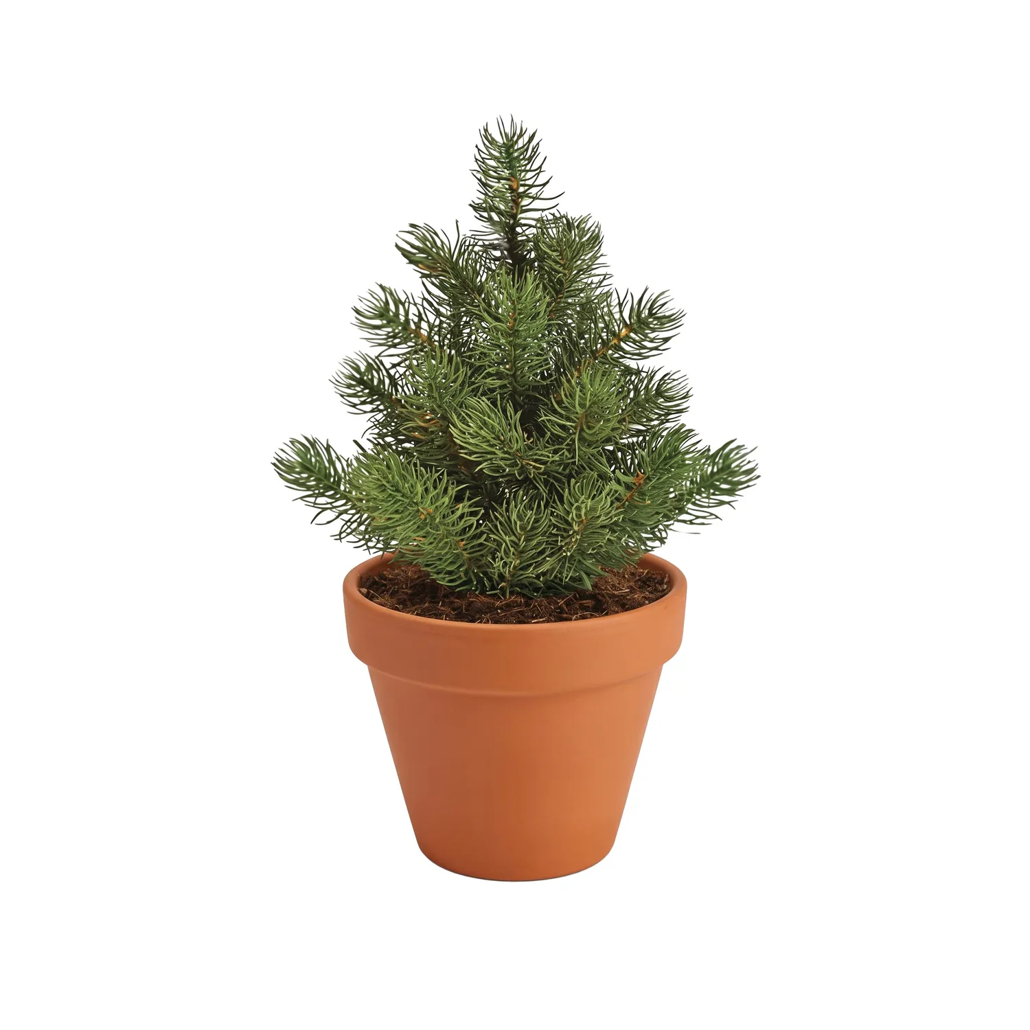 Buzzy Seeds Christmas Tree dyrkningssæt 4-pak gran
