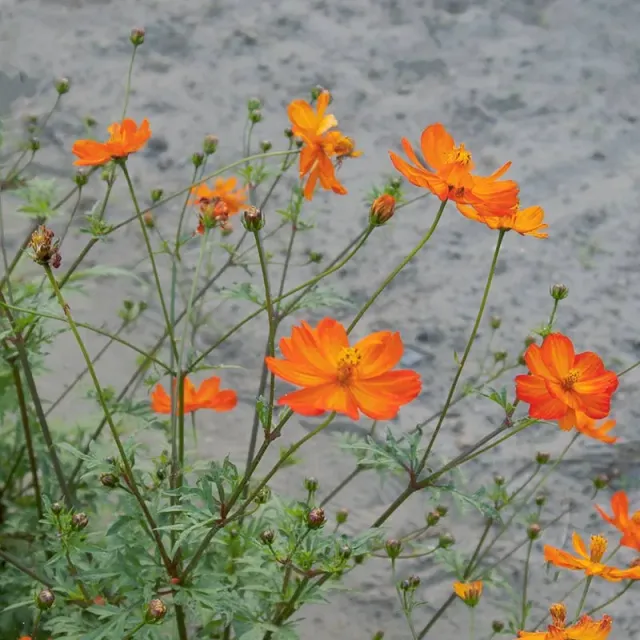 Urtegartneriet øko Stolt kavaler Cosmos sulphureus frø ca. 50 frø orange