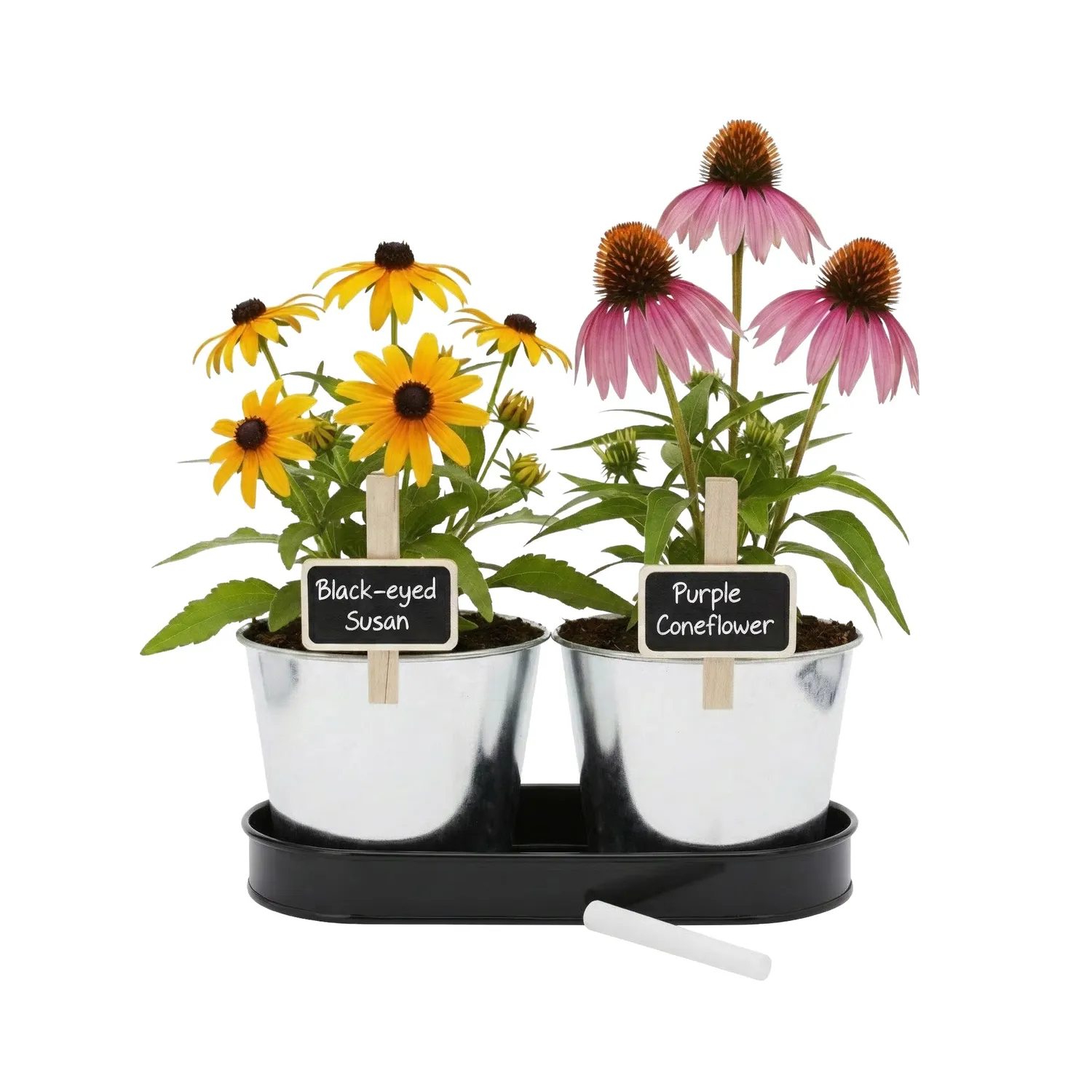 Pollinator Garden blomstersæt 2-pak rudbeckia solhat