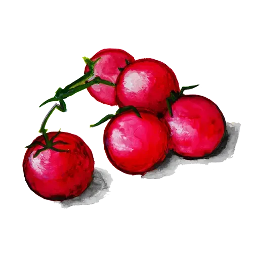 NordFrö Chilega tomatfrø sød cherrytomat