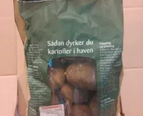 Holschers Sava læggekartofler 1,5 kg tidlig