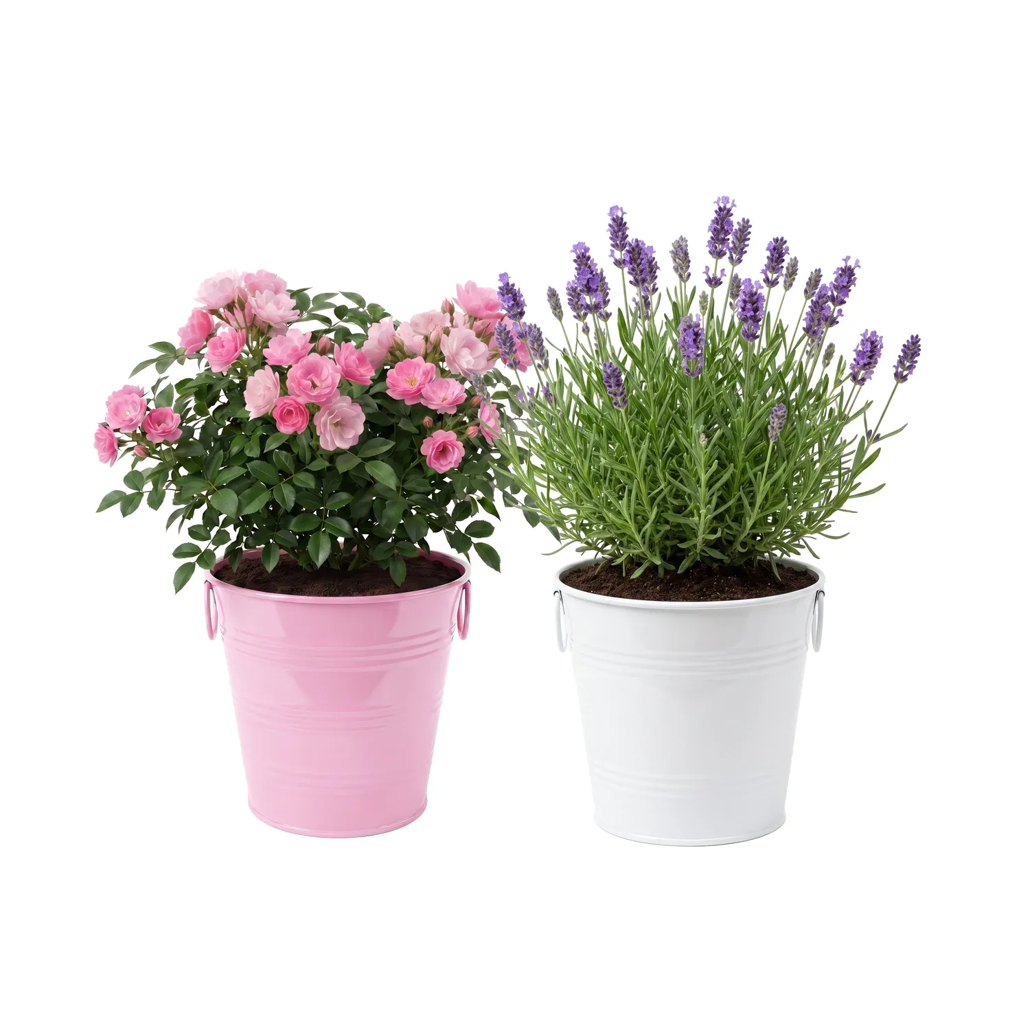 Buzzy Seeds Flower Pail Mini Rose Lavender dyrkningssæt 2-pak duft