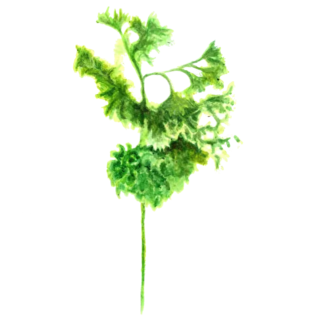 NordFrö Grüne Perle persillefrø kruset