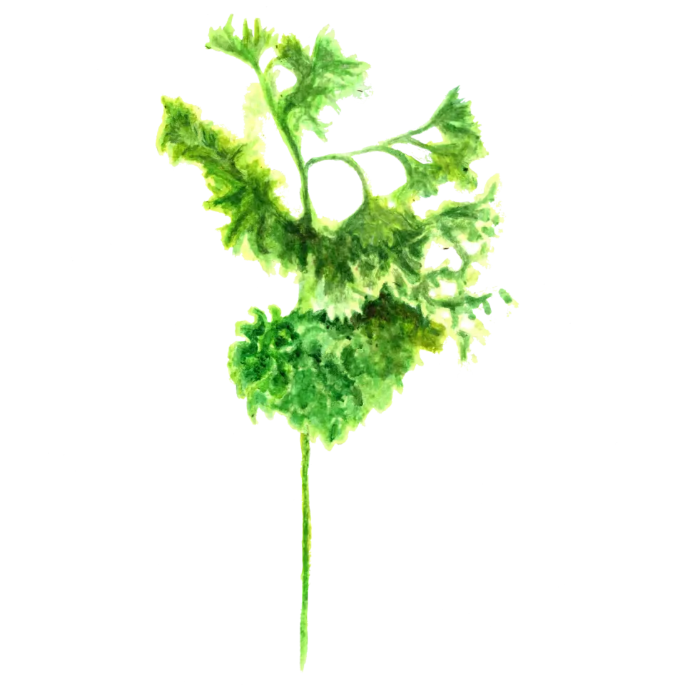NordFrö Grüne Perle persillefrø kruset