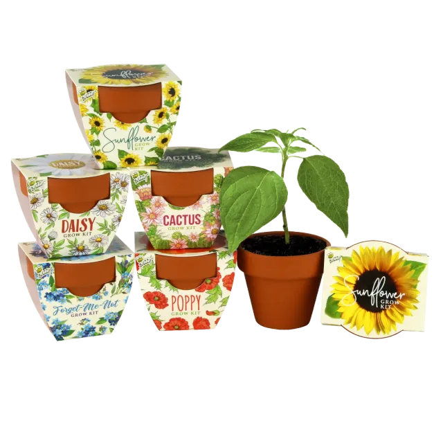 Daydream Mini Terracotta dyrkningssæt 6-pak blomster kaktus
