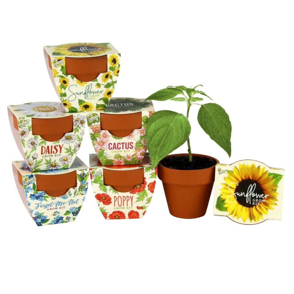 Daydream Mini Terracotta dyrkningssæt 6-pak blomster kaktus