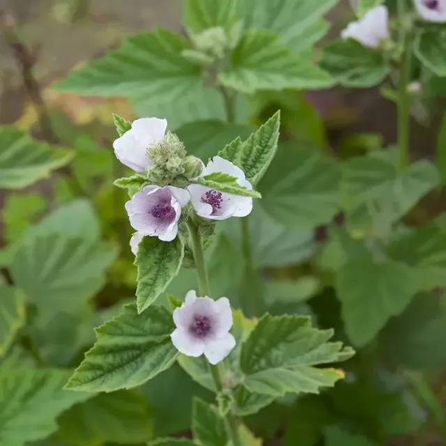 Urtegartneriet øko Lægestokrose Althaea officinalis frø 50 stk