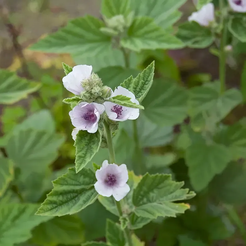 Urtegartneriet øko Lægestokrose Althaea officinalis frø 50 stk