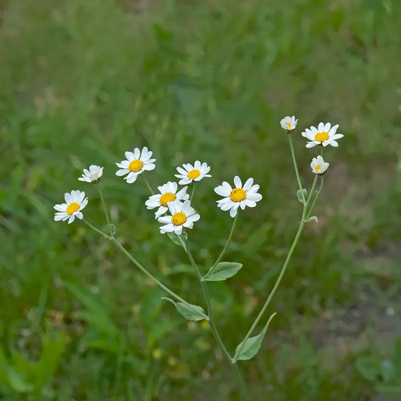 Urtegartneriet øko Tanacetum balsamita kamferbalsam frø