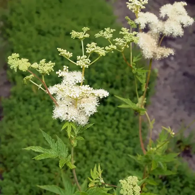 Urtegartneriet øko Mjødurt Filipendula frø flerårig 120 cm
