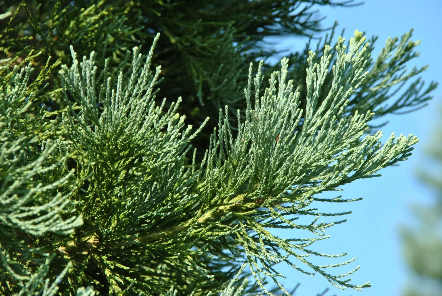 Natureseeds Mammuttræ frø 10 stk Sequoiadendron