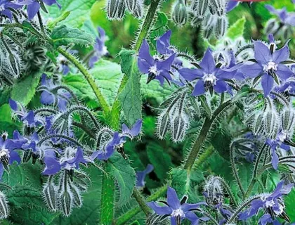 Holschers Frøhandel Hjulkrone Blå frø – spiselige blomster